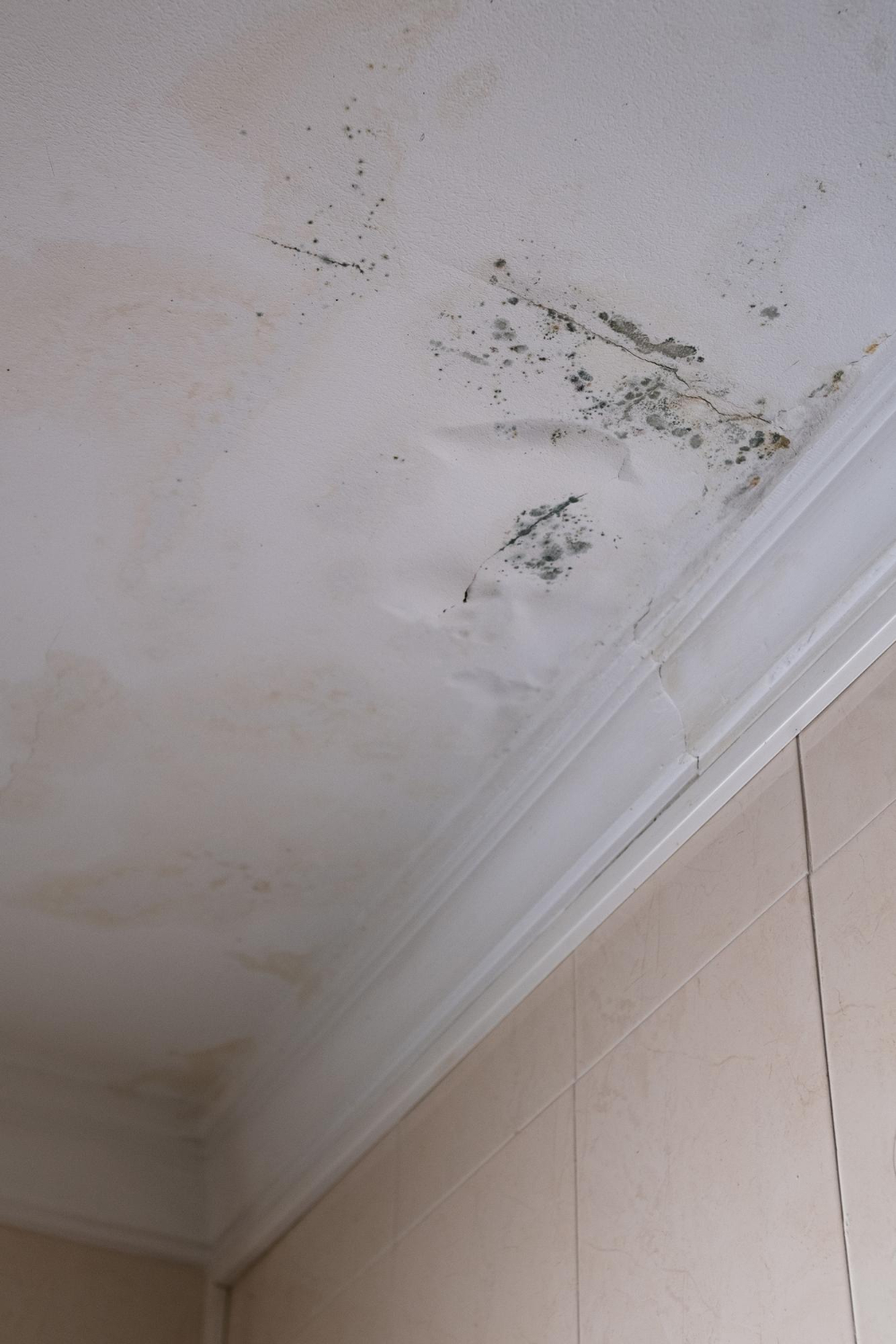 Schimmel wegens daklekkage